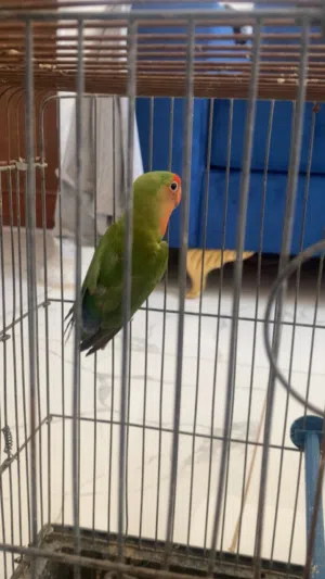 طير روز ربي يبارك