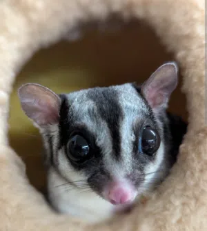 I Am Looking for Sugar glider Any color
