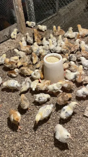 صيصان فرنسي بيور الاحمر والابيض