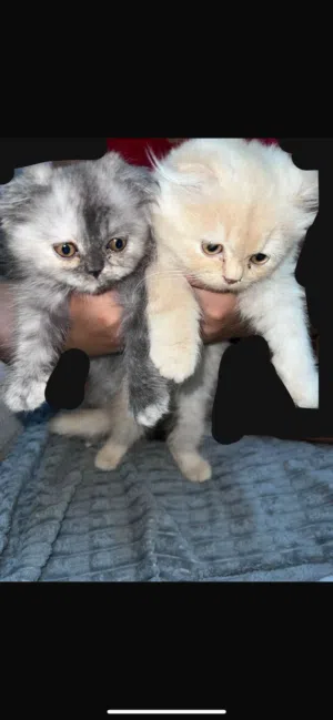 قطط بمدينة العين