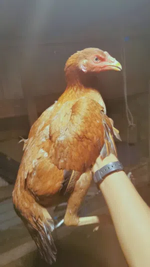دجاجه باكستانيه نسل حلو