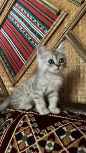 قط رصاصي صغير أنثى