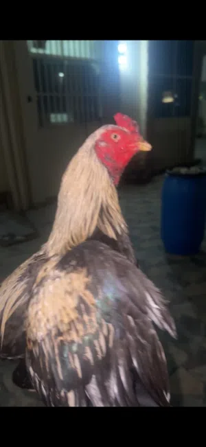 للبيع سندي عله 450