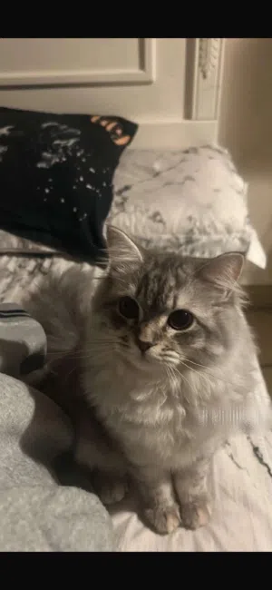 قطه بصحه جيده جميله