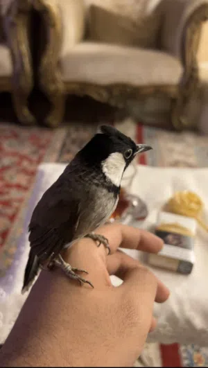 بلبل بحريني اليف صحة ونظافة وتغريد