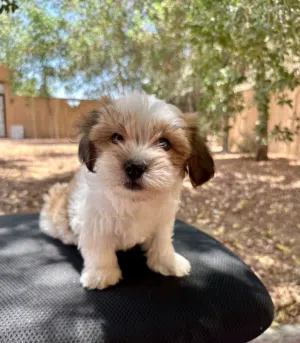 Cute Puppies for rehoming