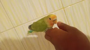 كم تساوموه كلموني خاص