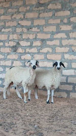 فطيمه وخروف وطنيات