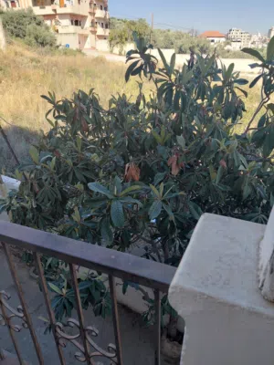 50 m2 Studio Apartments for Rent in Tulkarm Al Hay Al Shamali