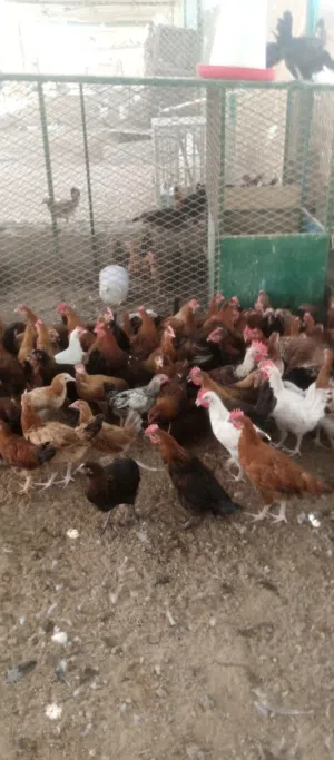 big chicken female and male