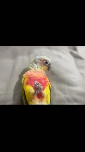 كنيور باينبل