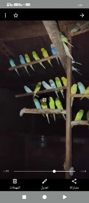 ازواج بادجي منتجه