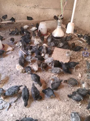 صوص للبيع اربد الصريح