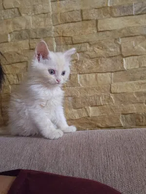 قطط شيرازي للبيع