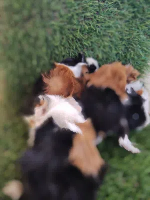 Guinea Pig