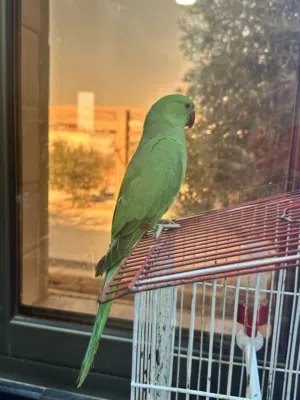 ببغاء الذرة