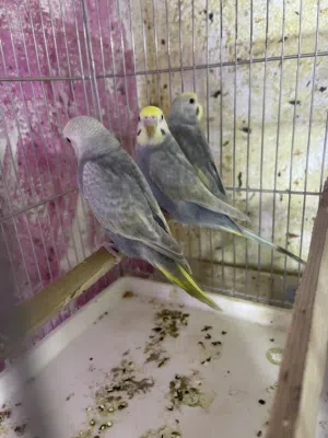 طيور حب رينبو