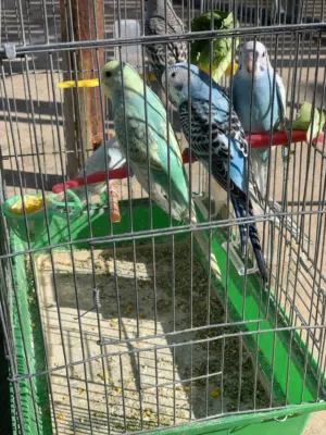 عصافير كوكوتيل وطيور حب