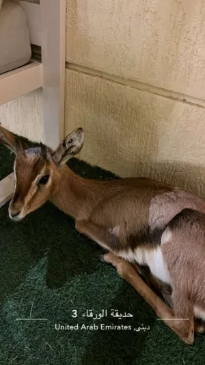 غزال دماني 3900 قابل