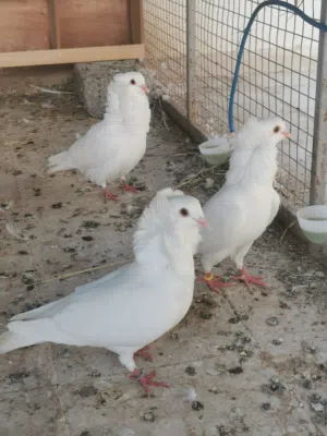 مطلوب 4 اناث نمساويات ( ابو فوطة )
