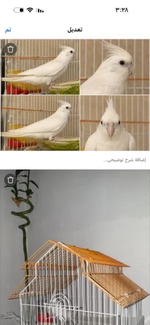 كوكتيل كراوان نوع البينو عيونه حمر+++قفص+ مأكليات ومشربه ماء