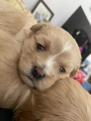 shih-poo mix