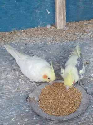 السلام عليكم البيع طيور كوكتيل زوج