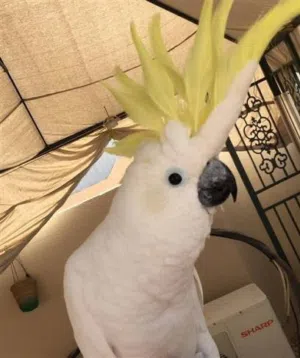 فرخ كوكاتو كرستد للبيع