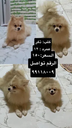 هذا الحيوان هو كلب من سلالة بومرينيان (Pomeranian)، ويُعرف اختصاراً باسم "بوم".