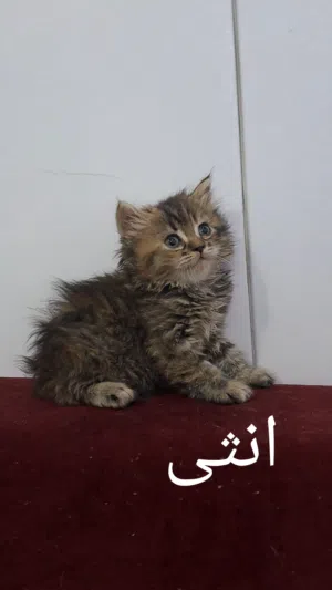 قطط عمرها اقل من شهرين لعوبة جدا للبيع