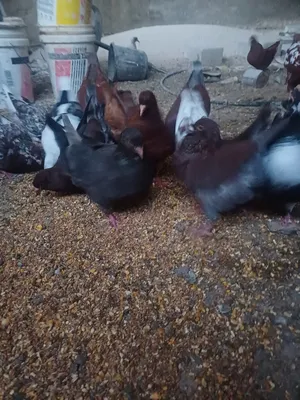 Pigeons0