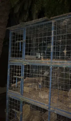 فقص للبيع اموره فوق طيبه موقع بركاء