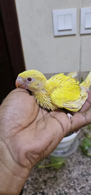 yellow ring neck parrot baby,green ring neck parrot babies, budgies Young birds for sale