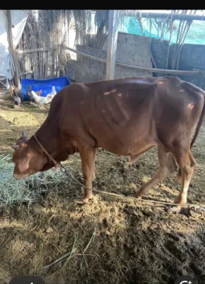 عجل عماني عمره سنة