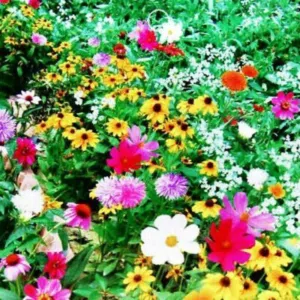 عرض 5 عبوات من مزيج بذور الزهور البرية (إجمالي 1000 بذرة)