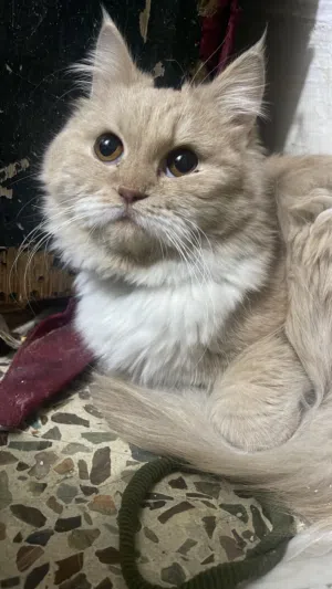 شيرازي للبيع