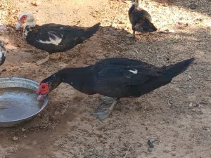 ذكر بط وطنى