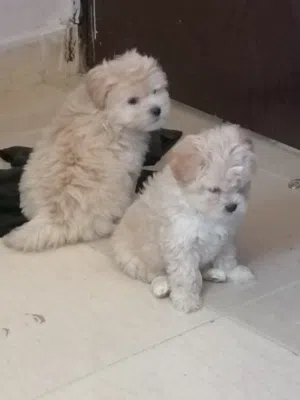 Malteshitzu