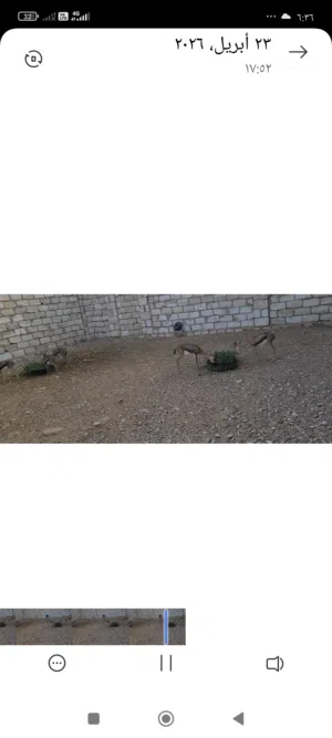 للبيع غزلان مربيات