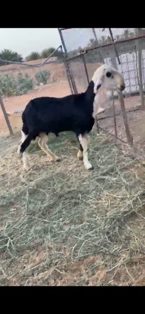 كبش نجدي  1212