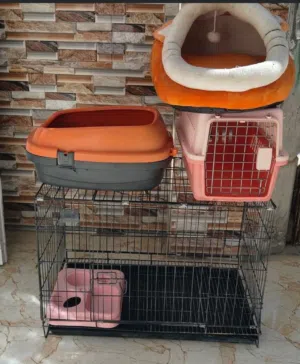 غراظ قطط للبيع مكان بصره