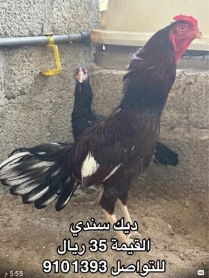 للبيع طيور تربيه متنوعه