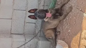 ذكر العمر 8 شهور