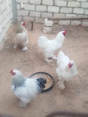 بيض دجاج برهما عملاق حجم عملاق اللون الله يبارك