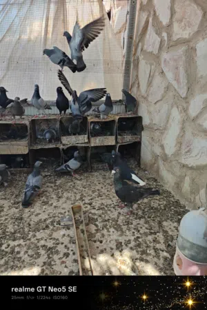 28 طير بلدي في منهن 10جواز شغالات