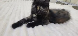 cat for adoption  litter trained  6 months old