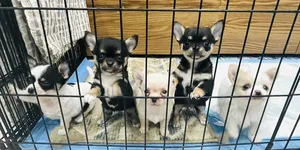 Rush rush Sale - Pure Chihuahua ready Re Homing for A Lovely FurParents