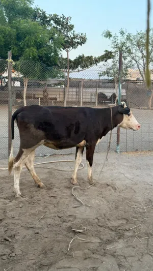 بقره نمساوي ظفاري