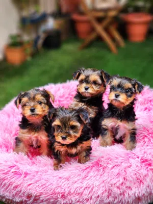 45 Days, Teacup Yorkshire Puppies