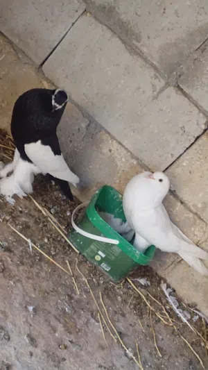 جوز منافيخ جانبو